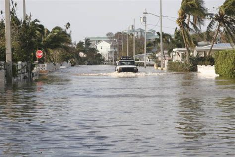 Image result for Florida Python Problem