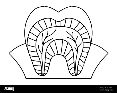 Black and white tooth anatomy poster. Line teeth structure scheme. Dental parts outline ...