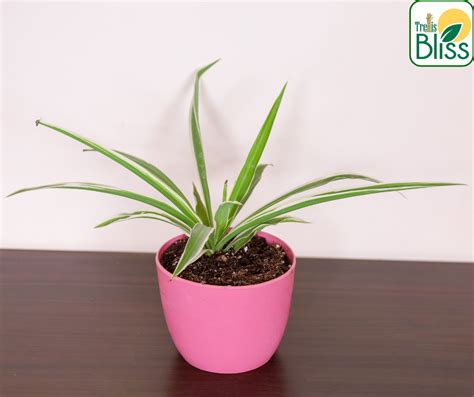 Trellis Bliss 5″ Rubber Succulent Planter – trellisblissindia