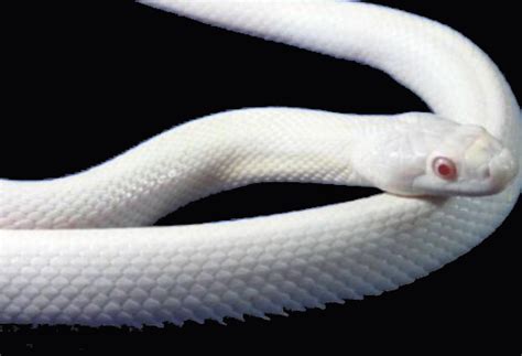 梦见大白蛇是什么意思 梦见大白蛇有什么征兆 - 万年历