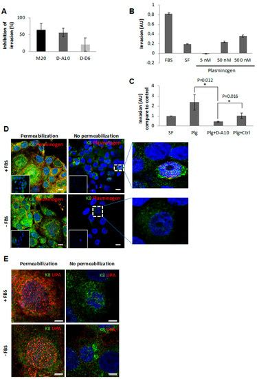 Externalized Keratin 8: A Target at the Interface of Microenvironment ...