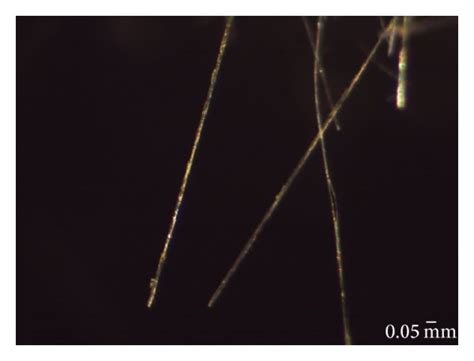 Image result for Wool Under a Microscope