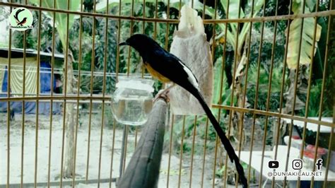 Perawatan Konin Sebelum dan Sesudah Lomba - Featured Image