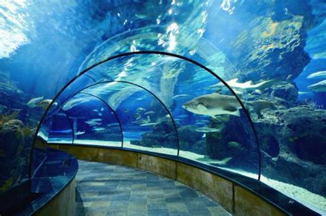 关于上海水族馆和上海长风海洋世界，想问一下这两的区别_百度知道