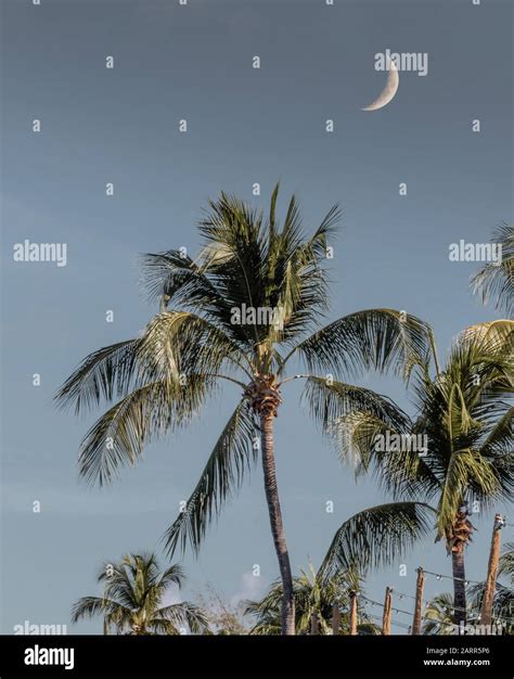 Crescent moon over palm trees Stock Photo - Alamy