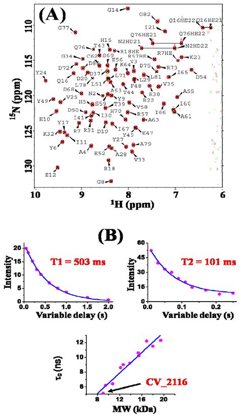 Solution NMR Structure of Hypothetical Protein CV_2116 Encoded by a ...