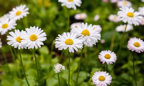 Image result for Bunga API Kucing