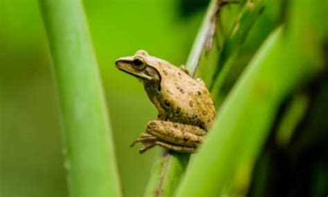 Florida Tree Frogs 的图像结果