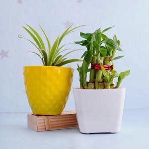 Buy Plants Online | Upto 50% OFF | Online Plants Nursery in India ...