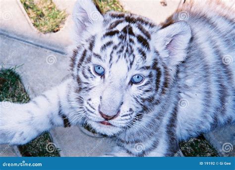Baby White Tiger in Blue Eyes Stock Photo - Image of striped, blue: 19192