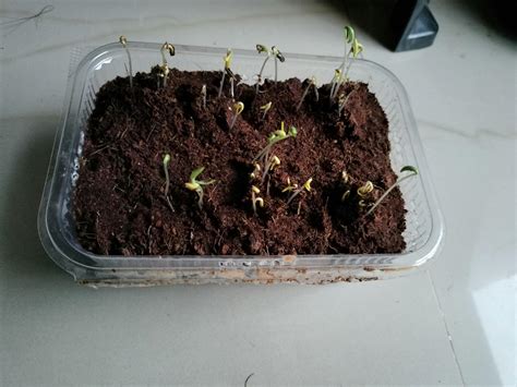 Cosmos Mix Seeds – Ugaoo