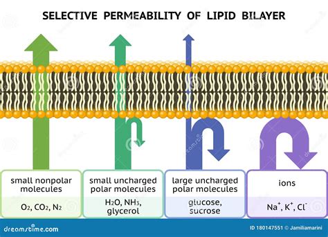 What Are Permeable To The Cell Membrane at Esther Corbett blog
