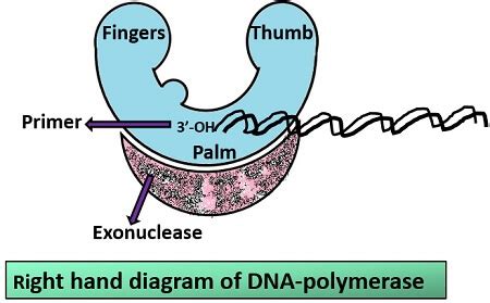 Image result for DNA Polymerase Function