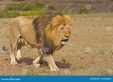 Lion Enforcer stock image. Image of mane, tail, masculine - 9940187