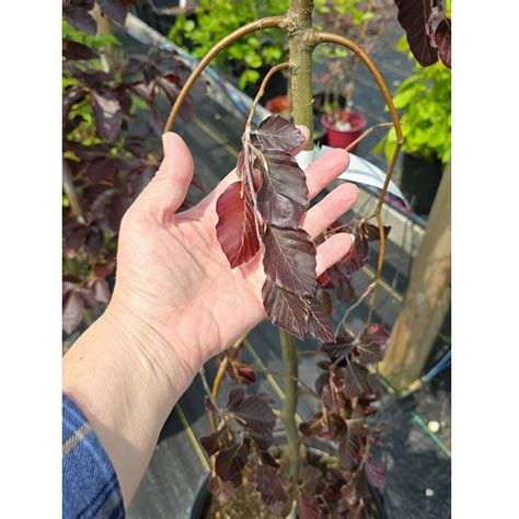 #7 Fagus sylvatica ‘Purple Fountain’ Weeping European Beech – Spencer's ...