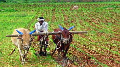 farmers big news mp government support organic farming gave financial ...