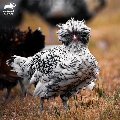 Silver Laced Polish Chicken