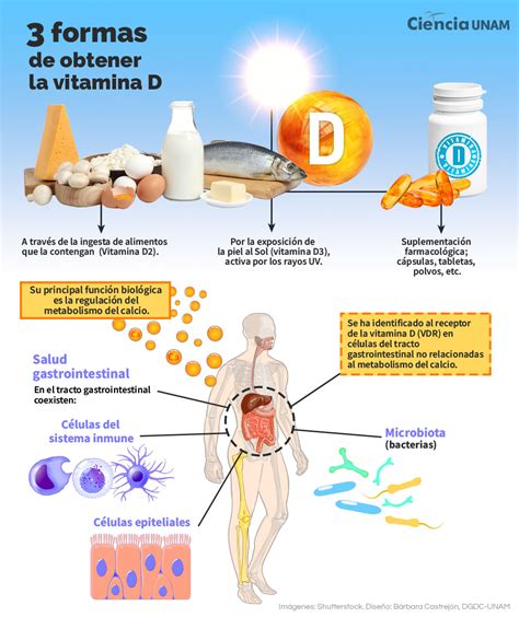 ¡Descubre todo sobre la vitamina D3 y cómo obtenerla!