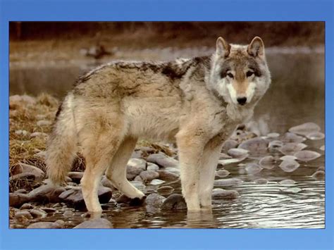 Dancing Wolves 的图像结果