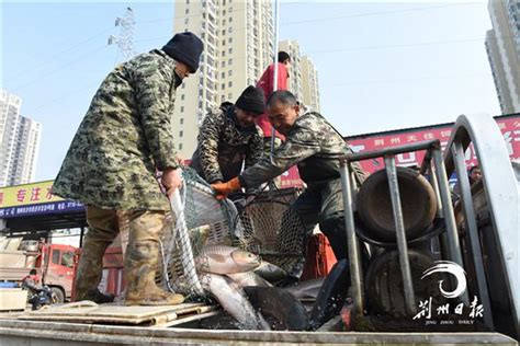 中国淡水渔业第一市！ 荆州各种淡水鱼类畅销全国-新闻中心-荆州新闻网