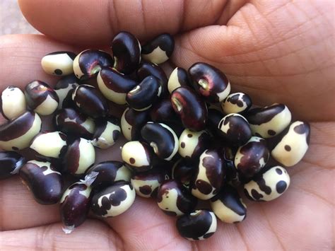 Black Eyed Peas Plant