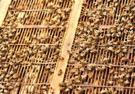 蜂箱蜂 库存图片. 图片 包括有 棚车, 弄脏之前, 金黄, 蜂蜜, 蜂箱, 工作者, 适合, 昆虫, 字符串 - 24321265