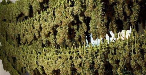 Image result for Marijuana Drying Methods
