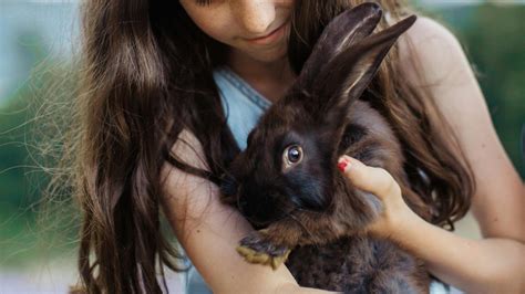 How Big Do Rabbits Get? Guide to Rabbit Breeds and Sizes - Everbreed