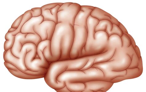 Scientists link core muscle contractions to brain waste removal