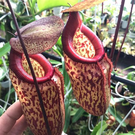 Carnivorous Pitcher Plant
