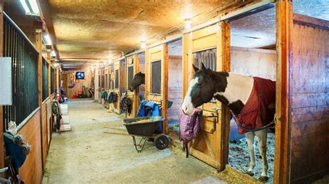 Concrete Horse Stall Flooring: Pros, Cons, & Best Practices
