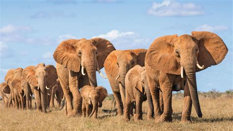 Elephant Family Wallpapers - Top Free Elephant Family Backgrounds - WallpaperAccess - family of elephants