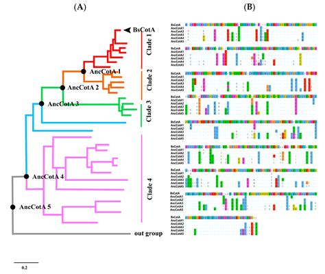 An Inferred Ancestral CotA Laccase with Improved Expression and Kinetic ...