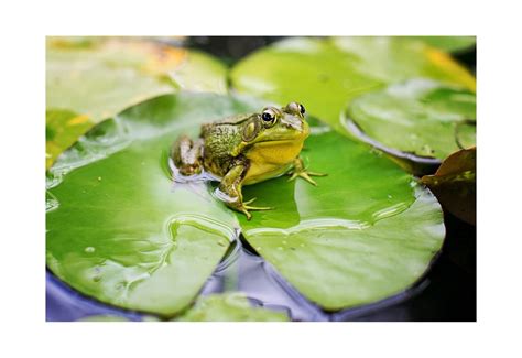 STEAM Wednesday: All about Frog Habitats, Clemmon's Library 6365 James ...