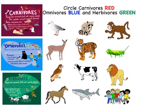 What Are Omnivores Herbivores And Carnivores at Carl Trull blog