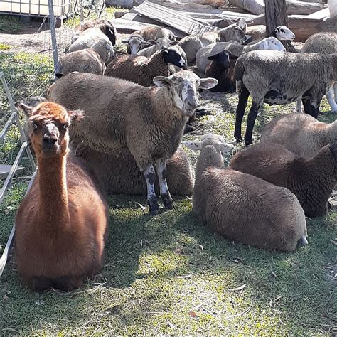 EWE NIQUE HOBBY FARM HAIGSLEA (2026) All You Need to Know BEFORE You Go ...