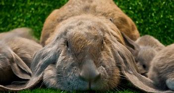 Image result for Blue White Eared Holland Lop Bunny