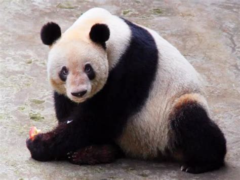 全球最长寿圈养大熊猫“新星”去世 终年38岁 _读特新闻客户端