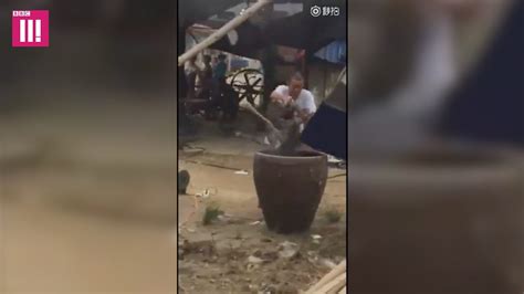 Image result for Dogs Getting Slaughtered