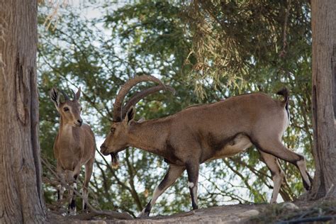[Testcase] Nubian Ibex - Showcases en creaties - GoT