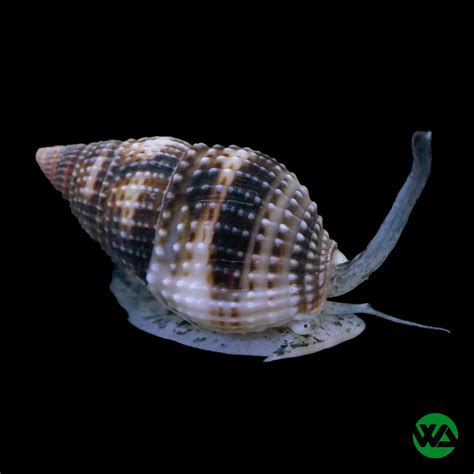 Saltwater Snails – Whitlyn Aquatics
