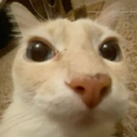 Image result for Cat HTML Code