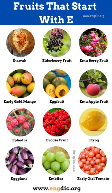 22 Fruits that Start With E (Pictures and Properties) - EngDic