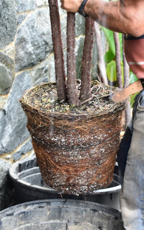 Caring for Fiddle Leaf Fig Trees - The Martha Stewart Blog