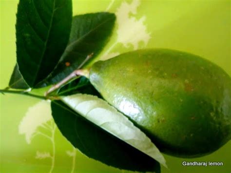 Bengali food stories