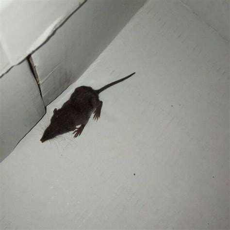 恐怖！宜宾街头惊现超级大老鼠，长度约1米2，看得人背心发麻！