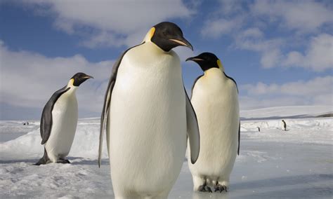 Group Of Penguins