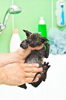 vasca privazione sensoriale gatto inzuppato nero sveglio dopo un bagno immagine stock vasca privazione sensoriale gatto inzuppato nero sveglio dopo un bagno immagine stock