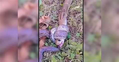 Image result for Cobra Vs Python