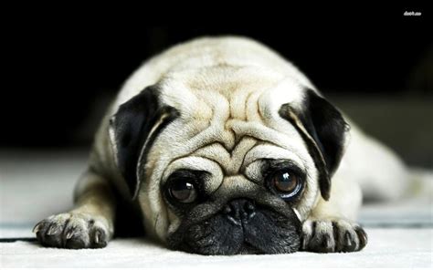Adorable Pugs Wallpapers - Wallpaper Cave